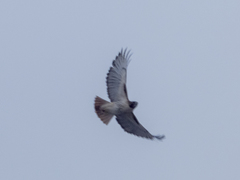 Buteo jamaicensis