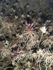 Plantago sempervirens