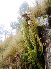 Polystichum speciosissimum