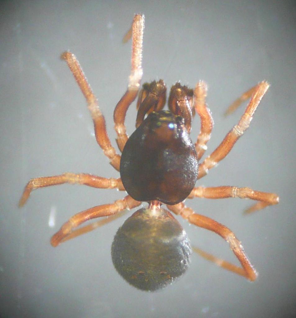 Cnephalocotes