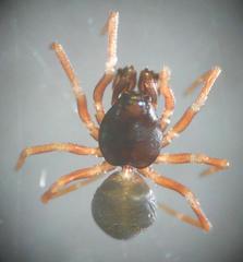 Cnephalocotes obscurus