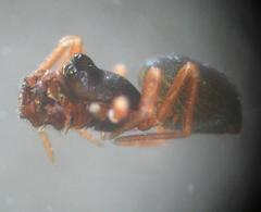 Cnephalocotes obscurus