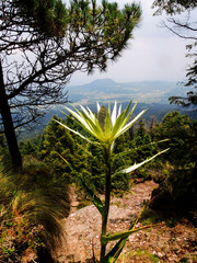 Eryngium proteiflorum