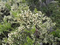 Colletia hystrix