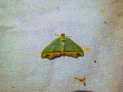 Oligopleura malachitaria