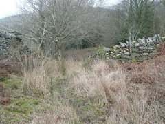 Cnephalocotes obscurus