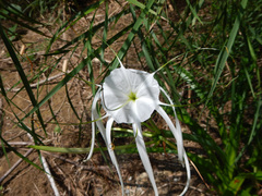 Hymenocallis acutifolia