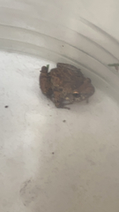 Eleutherodactylus planirostris