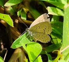Zizeeria knysna knysna