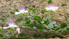 Capparis orientalis