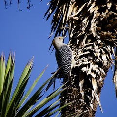 Melanerpes aurifrons
