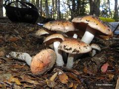 Cortinarius austroturmalis