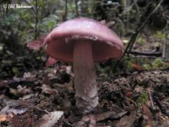 Cortinarius lebre