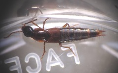 Quedius nigriceps