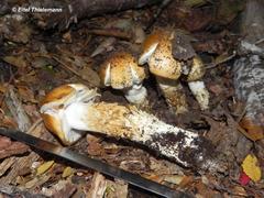Cortinarius pseudotriumphans