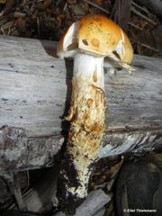 Cortinarius pseudotriumphans