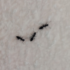 Formicidae