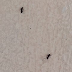 Formicidae