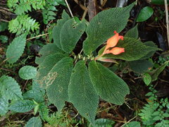 Begonia pectennervia