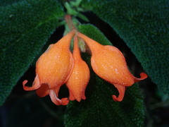 Begonia pectennervia