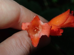 Begonia pectennervia