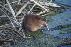 Ondatra zibethicus