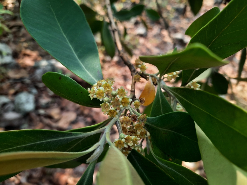 Tristaniopsis burmanica (Tristaniopsis burmanica)