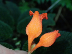 Begonia pectennervia
