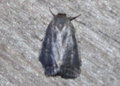 Athetiina
