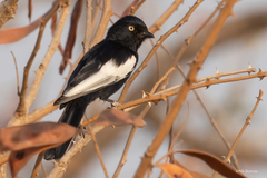 Melaniparus guineensis