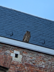 Bubo bubo