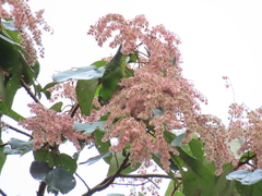 Bolborhynchus lineola