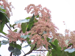 Bolborhynchus lineola