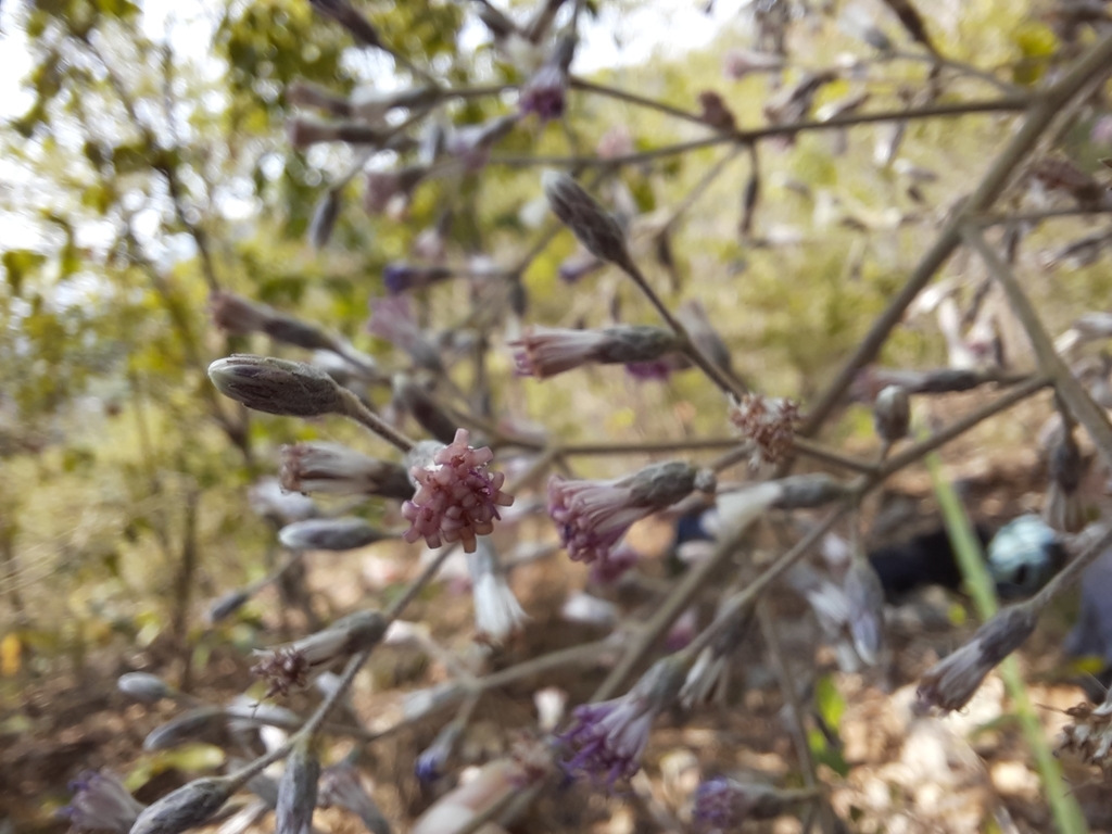 Monosis parishii (Monosis parishii)