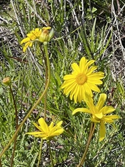 Leptosyne maritima