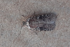 Agonopterix purpurea