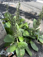 Ruellia ciliatiflora