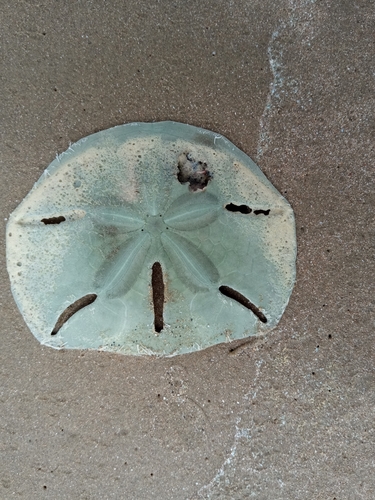 Five-slotted Sand Dollar