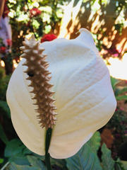 Spathiphyllum wallisii
