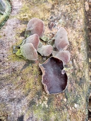 Auricularia nigricans