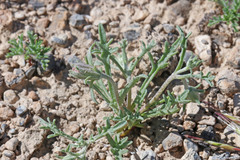 Chaenactis macrantha