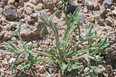 Chaenactis macrantha