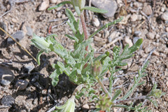 Chaenactis macrantha