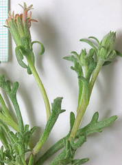 Chaenactis macrantha