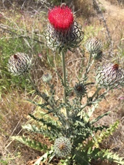 Cirsium occidentale