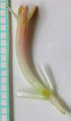 Chaenactis macrantha