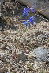 Delphinium scaposum