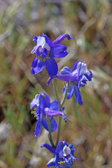 Delphinium scaposum