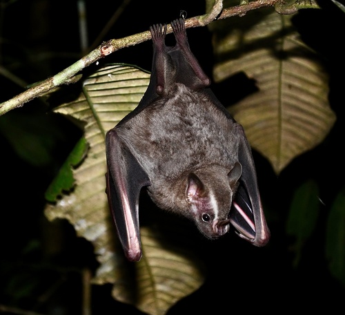 Great Fruit-eating Bat, La Joya De Los S, Orellana, EC, photo 10 of 10