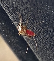 Aedes scapularis
